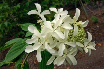 Great Star Hydrangea